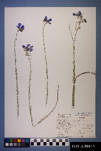 Linum lewisii image